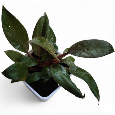 Philodendron Black Cardinal