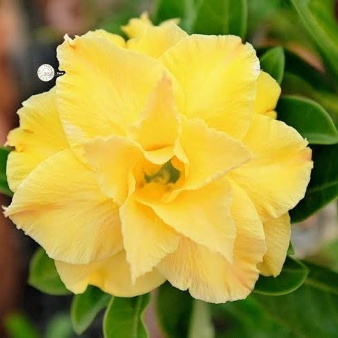 Adenium Hybrid Grafted - Desert Rose ( Yellow Flower)