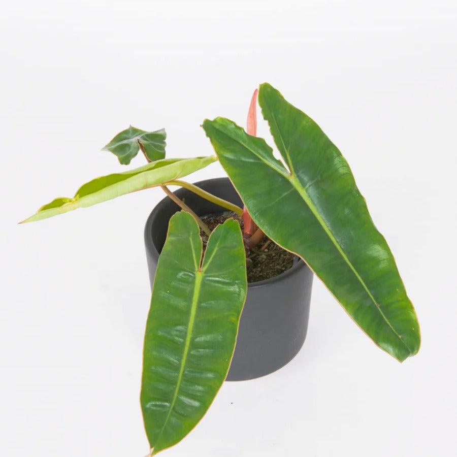 philodendron Billietiae - plant store® 