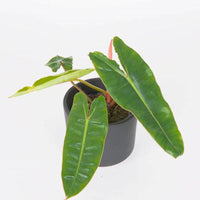 philodendron Billietiae - plant store® 