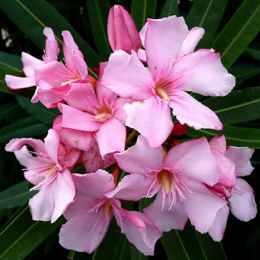 Oleander or Kaner (Pink Flower)