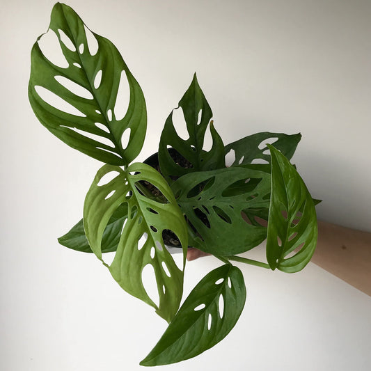 Monstera Adansonii, Swiss Cheese Vine